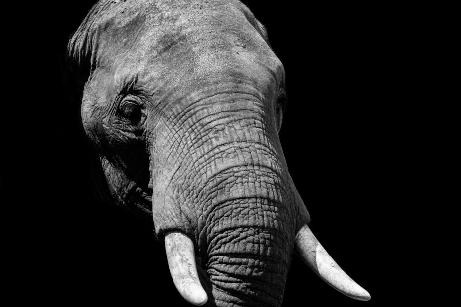 elephant during daytime