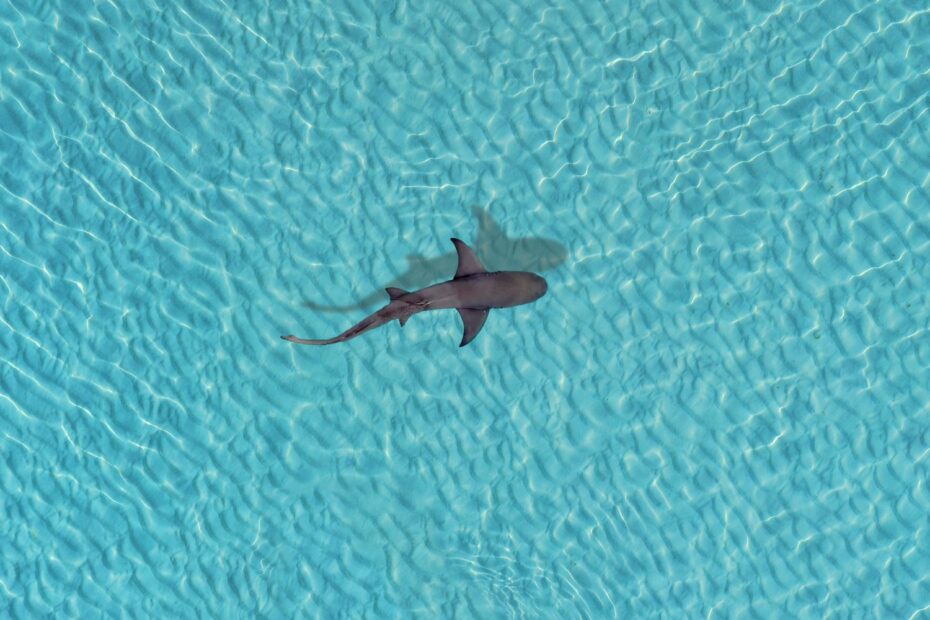 a shark swimming in a pool of water