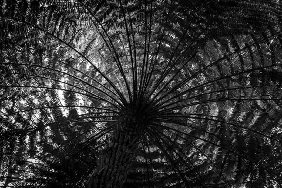 Abstract pattern of dark fern fronds in black and white